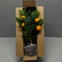Artificial Potted Plants 15.7 inches Fake Orange Tree Artificial Citrus Fruit Plant with Black Pot Faux Plants Indoor for Home,Office, Living Room Table, Desk