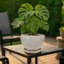 Deep Dream 10 Inch Plant Pot- Ceramic Planter Pot Round Plant Pots for Indoor Plants Outdoor Large Flower Pot with Drainage Holes & Trays, Brushed Green