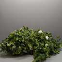Anna's Whimsy 5.91FT Artificial Eucalyptus Garland with Flowers, Fake Flower Rose Gypsophila, Faux Floral Greenery Garland for Wedding Spring Home Party Craft Art Table Runner Decor (Ivory White)