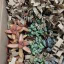 Altman Plants, Live Succulents Plants (50 Pack), Nursery Pots Variety Pack, Bulk Succulents Plants Live Plants Indoor Plants Live House Plants Indoors Live Indoor Plants Live Houseplants Live Indoor