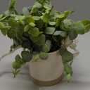 Coferset Small Fake Plants Eucalyptus Potted Artificial Plants Faux Plant Greenery in Ceramic Pot for Bedroom Kitchen House Living Room Shelves Farmhouse Table Office Desk Bathroom Home Indoor Decor