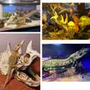 Tfwadmx Large Reptile Dinosaur Skull Decor, Bearded Dragon Tank Accessories, Lizard Hammock Hanging Plant Decor, Tank Decor for Bearded Dragons, Lizards, Chameleons, Geckos, Snakes(3Pcs)