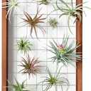 Mkono Air Plant Frame Hanging Airplant Holder Tillandsia Display Hanger Wooden Shelf Wall Decor for House Plants, Succulent, Christma Gifts for Plant Lovers, 16" (Plant Not Included)