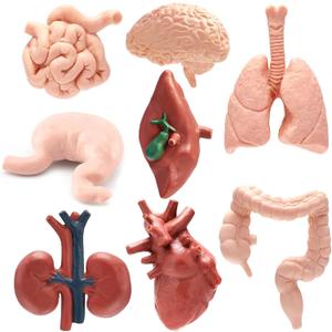 8 Pcs Human Body Structure Model for Kids, Mini Body Parts Sets, Anatomy and Physiology Study Tools, Realistic Body Parts for Students Sciences Class Learn
