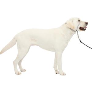 PetSafe Gentle Leader Headcollar - No-Pull Dog Collar for Better Walks - Adjustable for Snout-Specific Fit - Comfortable Head Harness - Large - Silver (1 Count (Pack of 1))