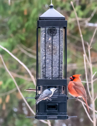 Nature's Way Bird Products Squirrel Shield Metal Squirrel Proof Advantage Cage Feeder 3.2 qt