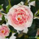 2 Pack Artificial Camellia Tree with White Pot, 38" Faux Potted Plants for Indoor Outdoor Decor, Tall Silk Greenery Plant for Home Offce Living Room Balcony, Pink