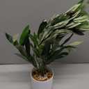 Artificial Olive Branches in Pot, Faux Greenery with White Pot, Fake Potted Green Plants Olive Stems Tables Centerpiece for Desk Shelf Cabinet Bedroom Livingroom Kitchen Indoor Home Decor