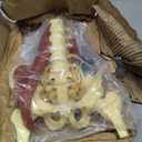 Lumbar Spine Model with Nerves, Female Pelvis Model Anatomy 1:1 Life Size Nerves Hip Joint Muscle Model Removable Movable Femur Heads Product Manual Card for Medical Education Study