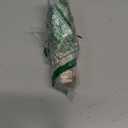 EZ-FLO 20543LF Long Pattern Compression Coupling, 1/ 2 inch IPS x 3/ 4 inch Copper, 5 inch Length, brass