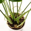 2 x 6PCS Monstera Plant Stem Support , Monstera Stabilizer Grapple Holder Unique Design for Turtle Shell Bamboo Clamp Set, Ideal Plant Support Stakes for Thriving Growth Indoor Climbing Plant (Gold)