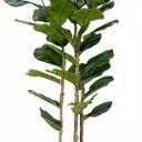 Artificial Fiddle Leaf Fig Tree 6FT with White Tall Planter-Large Faux Tree Tall Fake Floor Plant in Pot,Artificial Plants Indoor for Home Office Living Room Décor(Lyrata 6FT)