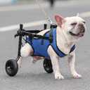 Adjustable Small Dog Wheelchair - Mobility Aid for Disabled Pets,Small Dog Wheelchair for Back Legs Leg Brace & Hip Support (Medium)