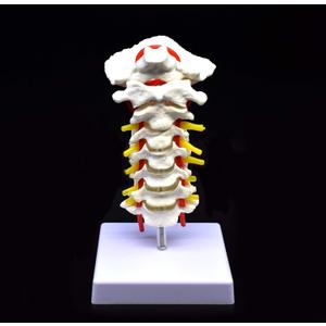 Cervical Vertebra Arteria Spine Spinal Nerves Anatomical Model Anatomy for Science Classroom Study Display Teaching Medical Model