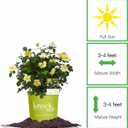 Perfect Plants Easy Bee-zy Knock Out Rose Bush 3 Gallon | Live Rose Shrub | Fresh Roses