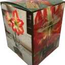 Amaryllis Growing Kit. Includes: Big Minerva Bulb, Plastic Pot and Saucer, and Professional Growing Medium
