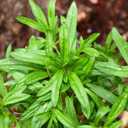 10 x Seeds Summer Savory Heirloom Herbs for Planting Non GMO 800 Seeds