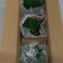 OLEEK small fake plants office decor - fake succulents plants artificial for desk decor - fake plant office decorations for work - office decor for women - office plants cubicle accessories room decor (collection A (set of 3))