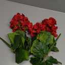 2PCS 18'' Artificial Geraniums Silk Flowers Plants Home Outdoor Decor Garden Ruby Red