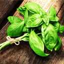 5 x Seeds Genovese Basil Indoor Herb Non GMO Heirloom for Planting