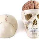 QWORK Human Skull and Brain Anatomy Model, 11 Parts, Life Size, Numbered, Anatomically Accurate, for Science Teaching Learning