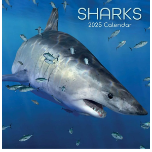 Gifted Stationary 2025 Square Wall Calendar, Sharks, 16-Month Animals Theme Hanging Calendar with 180 Reminder Stickers, Month Planner for Creative Spaces, 12x12 In
