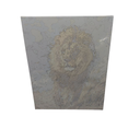 Paint by numbers,19,7x15,7 inch