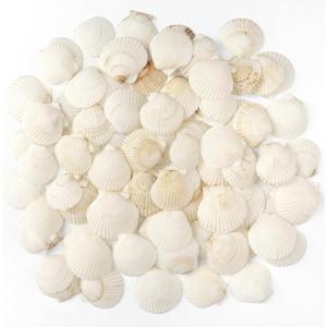 48 PCS Scallop Shells Natural Seashell, 1.5" to 2" White Scallop Shells Small Seashells for Crafts Wedding Decor Beach Theme Party, Fish Tank and Vase Filler