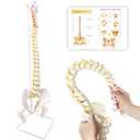 Spine Model Life Size 34.6" Height, Spine Flexible with Vertebrae, Nerves, Arteries, Lumbar Column and Male Pelvis, Anatomy Model for Science Education (Life Size)