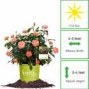 Perfect Plants Orange Glow Knock Out® Rose Bush 3 Gallon | Live Roses | Flowering Shrub