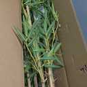 Artificial Bamboo Tree, Fake Bamboo Plant 5FT Tall with 6 Natural Real Bamboo Trunks, Artificial Tree Indoor Decor Faux Silk Tree for Home Office Living Room Modern Decor