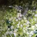 Zeyune 24 Pcs Babys Breath Candle Wreath Rings Bulk | Artificial Flower,Greenery Leaves Wreath,Gypsophila Wreath Candle Pillar,Wedding Table Decorations,Bridal Shower Centerpiece