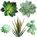 Supla 5 Pcs Assorted Artificial Succulents Plants Unpotted Small Green Cactus Echeveria Picks Fake Succulents Bulk for Succulent Garden Centerpiece Wreath Floral Arrangement Indoor Outdoor Home Dcor