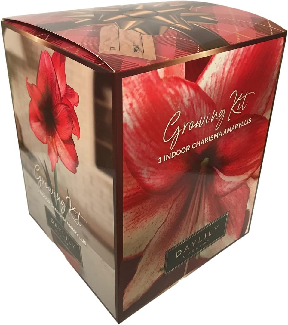 Amaryllis Charisma Holiday Gift Growing Kit. Includes: Big Charisma Bulb, Plastic Pot and Saucer, and Professional Growing Medium