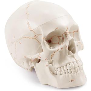 Upgraded Life Size Human Head Skull Anatomical Model with Laser-Etched Fonts Not Hand Write Number, Not Smudged for Medical Student Human Anatomy Study Course