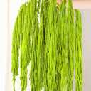 10Pcs Neon Green Dried Amaranthus Hanging Flowers  23" Dyed Natural Preserved Flowers for Wedding Arch, Floral Garland, Rustic Vase Decor