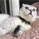 Necoichi Zen Hariko Charm Cat Collar (Black)