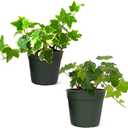 American Plant Exchange English Ivy Bundle, 2 Pack 4-Inch Pots, Green and Variegated, Vining Houseplants, Live Indoor Plants, Fast Growing, Easy to Care, Versatile Home & Garden Dcor