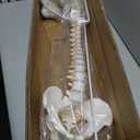 Wellden Medical Anatomical Classic Spine Model with Femur Heads, Flexible, Life Size, 80cm/31.5