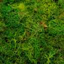 Artificial Moss, 16OZ Fake Moss for Crafts, Decorative Centerpieces, Fairy Garden, Wedding Party Decor, Faux Potted Plants, 455gr (Fresh Green)