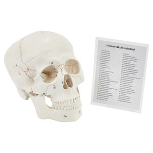 Human Skull | Anatomical 3-Part Medical Skull | Life-Size Adult Skull | Numbered Skull from 1-55 with Skull Guide Included | Medical Teaching & Educational Model | Medical Student Gifts