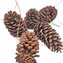 Zugar Land 12 Pack Pine Cones - Assorted Sizes - Real All Natural Pinecones in Bulk (Unscented) Various Size - Perfect for Arts and Crafts, Home Decor Accent Vase Filler. (Assorted Sizes)