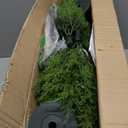 36" Artificial Cedar Topiary Tree for Outdoor,Cedar Trees with Lights Lifelike UV Protected Front Door Decor, 3ft Faux Pine Shrubs Plants for Front Door Porch Home Office Decor