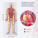 Human Circulatory System Relief Model Half Life Size Anatomy Model with Heart, Arteries, Veins, Organs for Classroom, Science Lab, Medical Learning