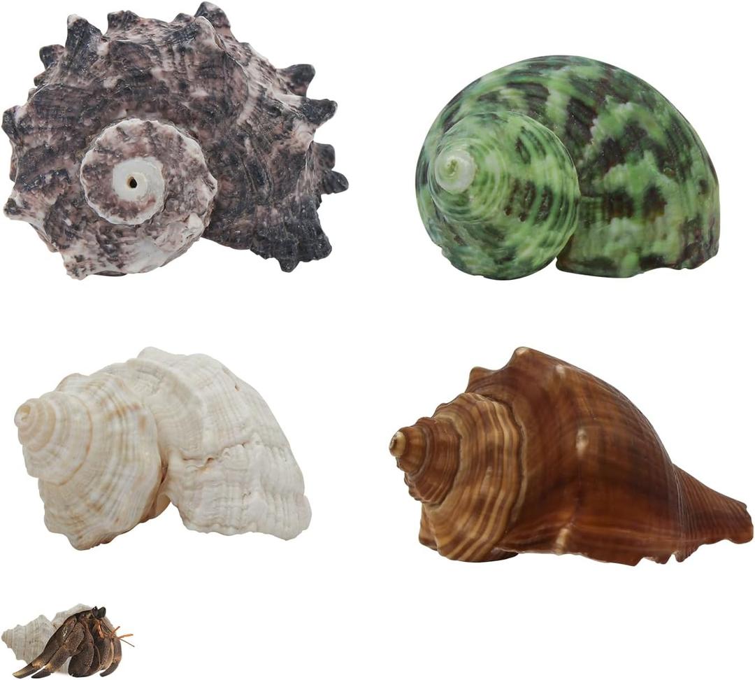 WishLotus 4Pcs Hermit Crab Shells, Natural Hermit Crab Shells Medium to Large, 0.6-1.4inch Opening Hermit Crab Decor for Beach Supplies Conch Habitat (4)