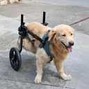 TianfuSpanda Adjustable Large Dog Wheelchair for Back Legs, Upgraded Wheel, Disabled Pets, Leg Brace, Mobility Aid for Large Pets, Hind Limb Rehabilitation, Older, Disabled (XL(Chest 28.3-33.9in))