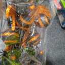 Large Halloween Artificial Flower Decorations, Spider and bat cuttings for Home, Office, Kitchen Decoration, Halloween Party SuppliesHalloween Indoor and Outdoor Party Decor Supplies