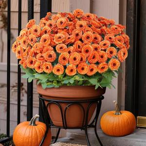 8 Bundles 17" Artificial Flowers for Outdoor Fall Decoration,Fake Silk Daisy Bouquet Faux Plants UV Resistant for Front Door Planter Outside Home Garden Yard Porch Thanksgiving Autumn Decor (Orange)