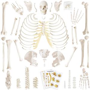Merinden Human Skeleton Model For Anatomy 67 inch High, Full Size Skeleton Models with 3 Poster, Skull, Spine, Bones, Articulated Hand & Foot, for Anatomy Medical Learning, 8.6 x 13.7 inches