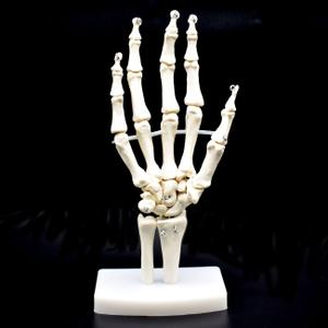 Human Hand Skeleton Model on Base, Hand Bone,Life Size, Articulated